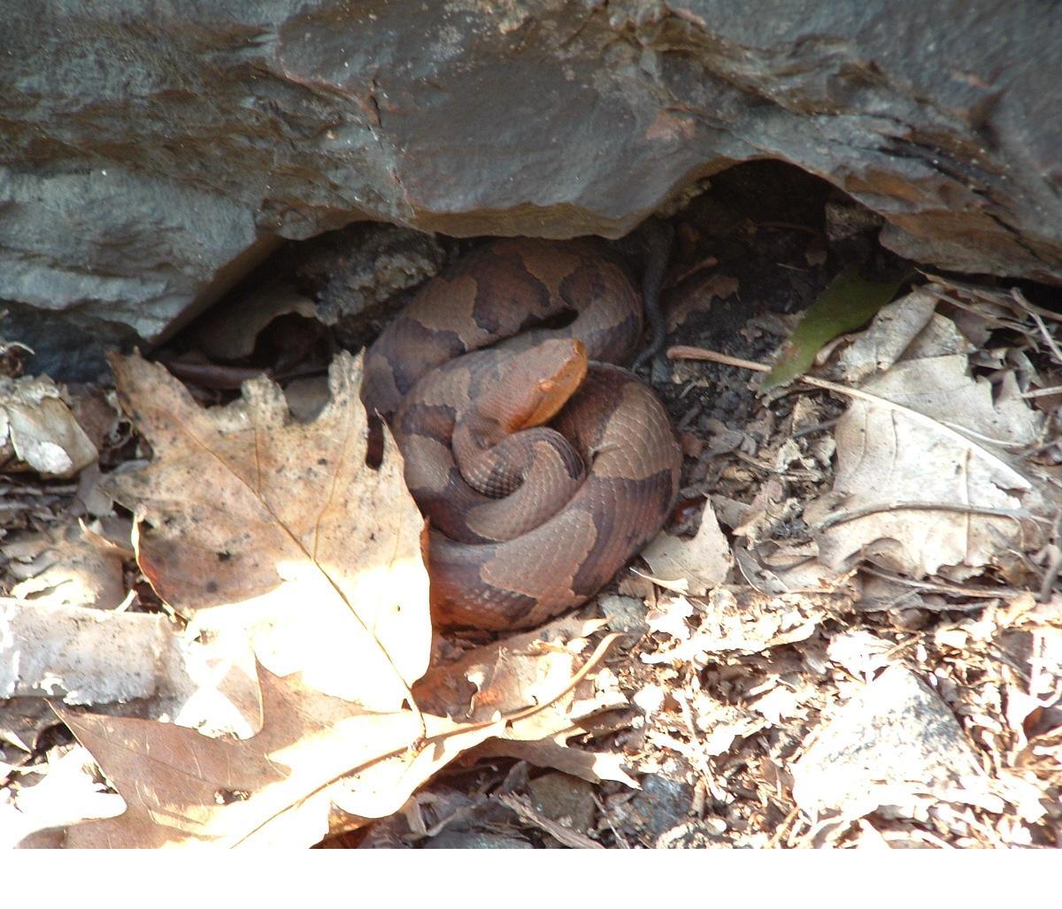 Northern copperhead