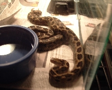 Breeding Mexican Pygmy Rattlersnakes