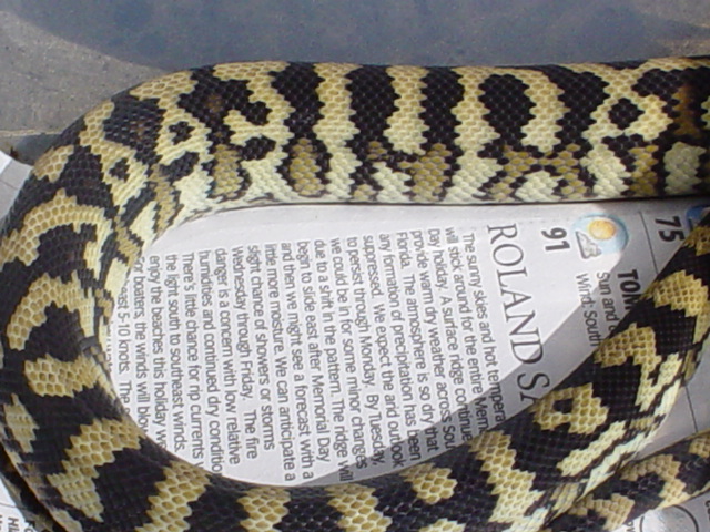 carpet python