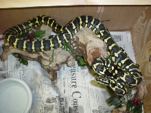 male jungle carpet