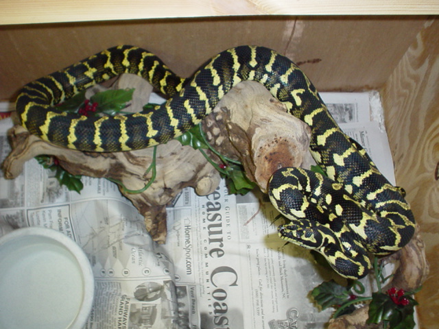 male jungle carpet