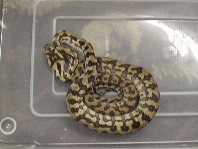 carpet python