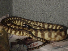 male blackheaded python