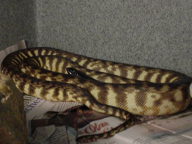 male blackheaded python