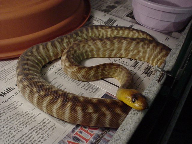 female woma