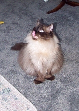 tonguesqua