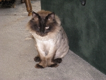 shavedsquash