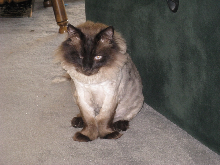 shavedsquash
