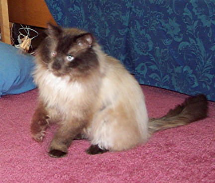 squashpaw