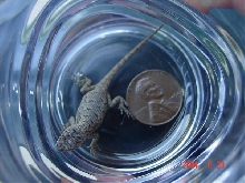 Tiny Eastern Fence Lizard