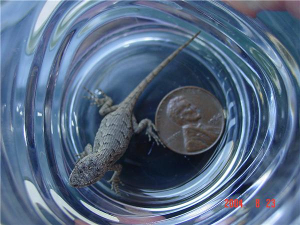 Tiny Eastern Fence Lizard
