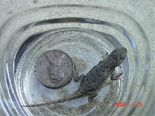 Baby Eastern Fence Lizard
