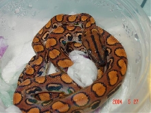 BRB post shed