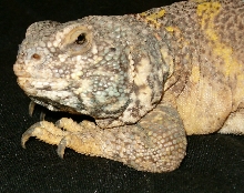 Big Momma