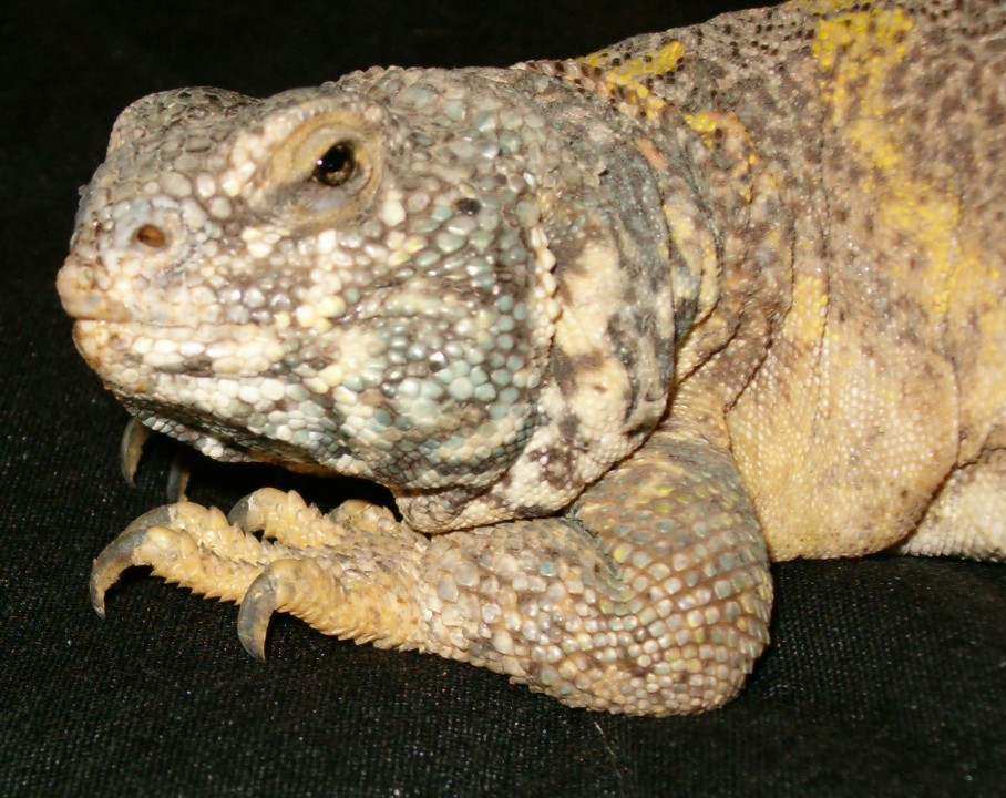 Big Momma