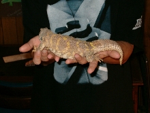BIG !