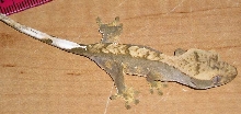 Crested Juvie1