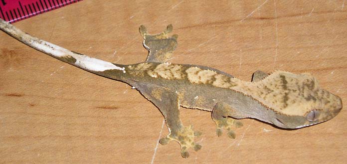 Crested Juvie1