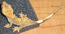 Juvie Crested B