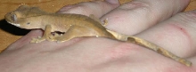 Juvie Crested C