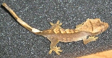 Juvie Crested D