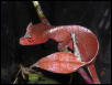 phant-red