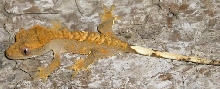 Torch