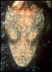 mystery species