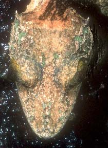 mystery species
