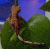 Crested Holdback 1