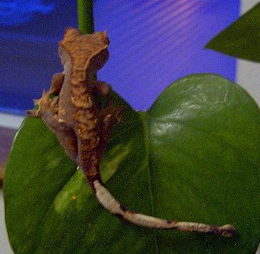 Crested Holdback 1