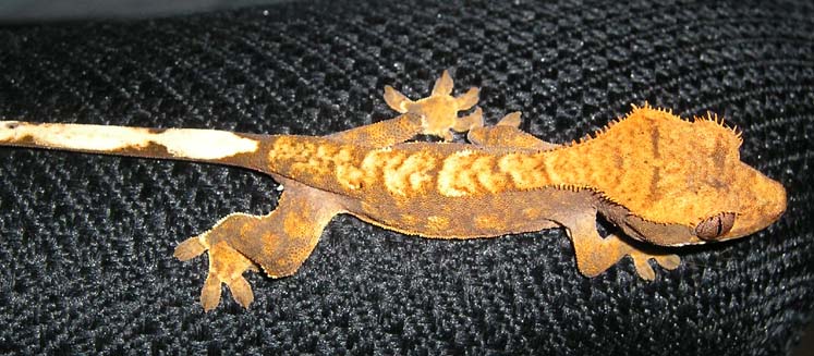 Red Flame Harlequin?