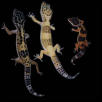 leo-trio