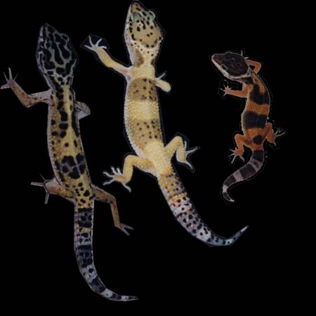 leo-trio