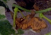 Juvenile 2