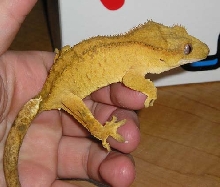 Yellow Crestie