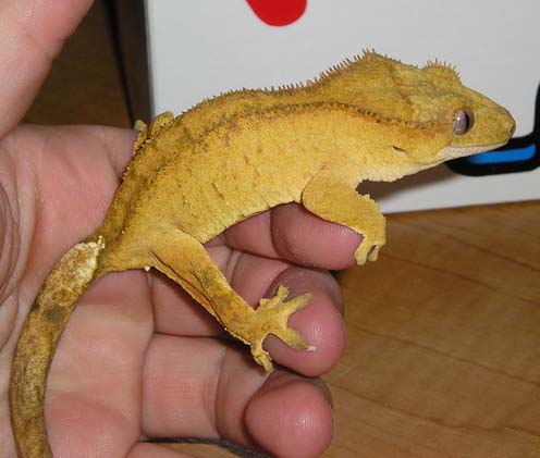 Yellow Crestie