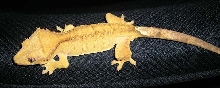 Yellow Crestie 2