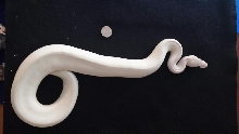 chocolate ivory female 2