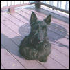 Spence, our Black Scottie
