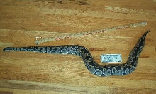Adult Female Ball