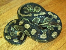 Ball Python with Wide Pattern Elements