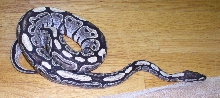 IMG Type clear shed ball python