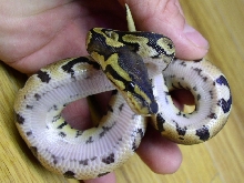 Odd Belly?