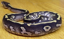 Mojave Garcia