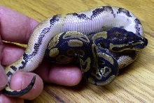 12.5% chance het piebald