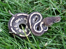 Garcia Chocolate Cinnamon Mojave