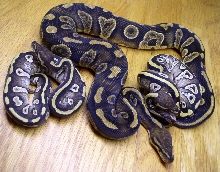 Garcia Mojave, Garcia, and Mojave?