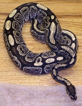 IMG Female