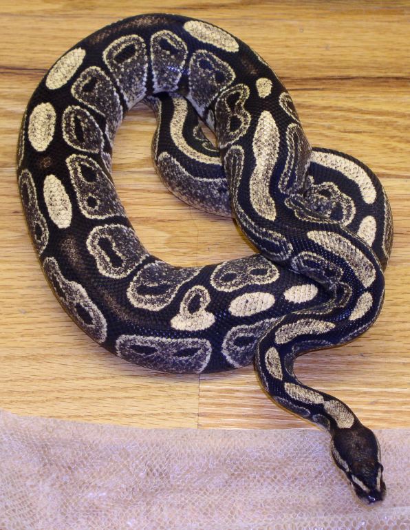 IMG Female